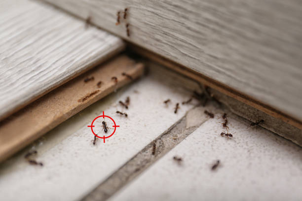Best Best Pest Control Companies  in Austin, AR